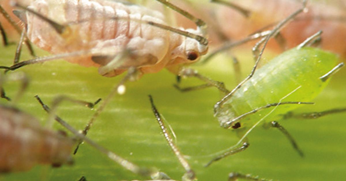 Lausige Zeiten Liebe Deinen Garten AT